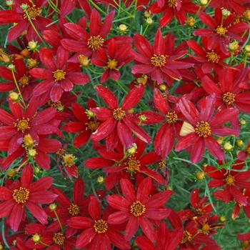 Coreopsis Sizzle & Spice® 'Hot Paprika'