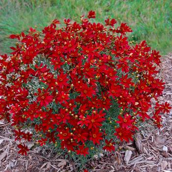 Coreopsis Sizzle & Spice® 'Hot Paprika' (278962)