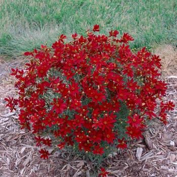 Coreopsis Sizzle & Spice® 'Hot Paprika' (278963)