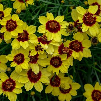 Coreopsis Sizzle & Spice® 'Sassy Saffron'