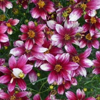 Coreopsis Sizzle & Spice® 'Zesty Zinger' (278966)