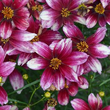 Coreopsis Sizzle & Spice® 'Zesty Zinger'