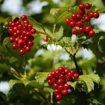 Viburnum opulus var. americanum