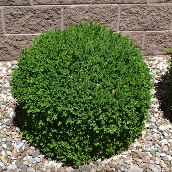 Buxus 'Green Mound' 