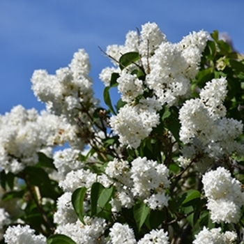 Syringa vulgaris 'Angel White' 