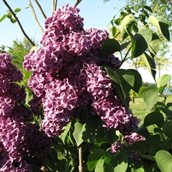 Syringa vulgaris 'Monge' 