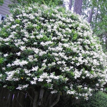 Ligustrum japonicum 'Recurvifolium' 