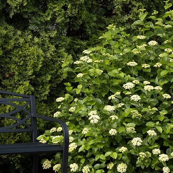 Viburnum dentatum 'SMVDE' PP28092