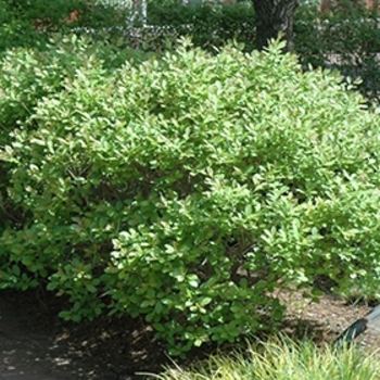 Ilex verticillata 'Jim Dandy' 