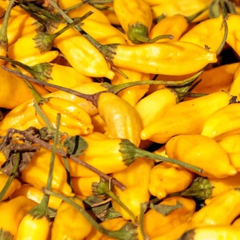 Capsicum baccatum 'Lemon Drop' 