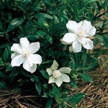 Gardenia jasminoides 'Radicans' 