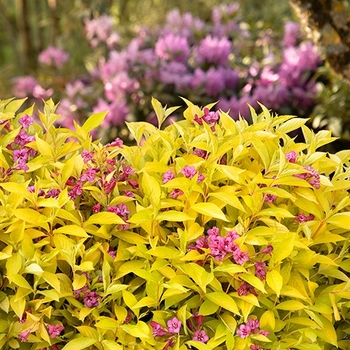 Weigela florida 'MonRigney' PPAF