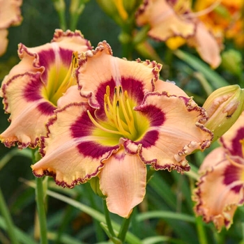 Hemerocallis 'King of the Ages' 