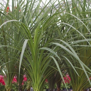 Cordyline indivisa