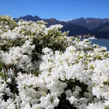 Rhododendron 'Irish Cream' 