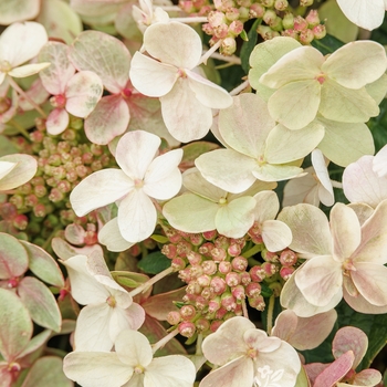 Hydrangea paniculata 'AJ14' 