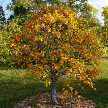 Betula costata 'CinnDak' 