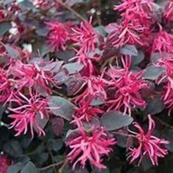 Loropetalum chinense var. rubrum 'Daruma' 