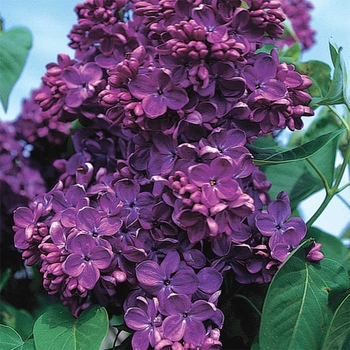 Syringa vulgaris 'Charles Joly' 