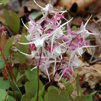 Epimedium 'Raspberry Rhapsody' 