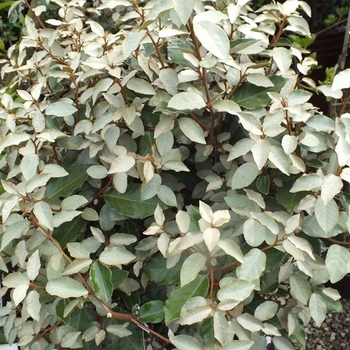 Elaeagnus commutata