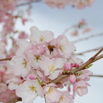 Prunus x yedoensis 'Akebono' 