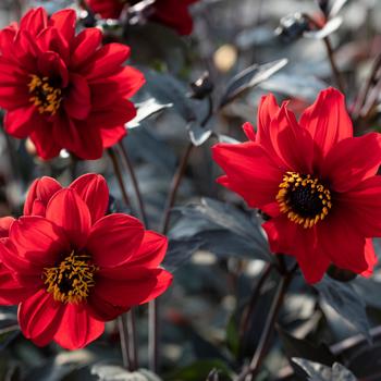 Dahlia pinnata 'Black Forest Ruby' (279216)