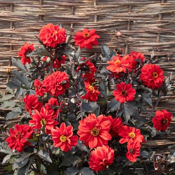 Dahlia pinnata 'Black Forest Ruby' 