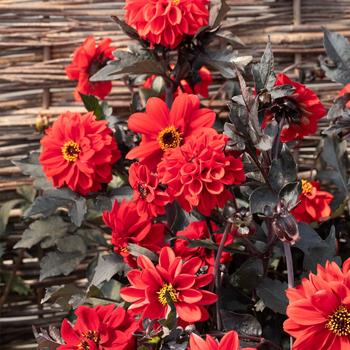 Dahlia pinnata 'Black Forest Ruby' (279218)