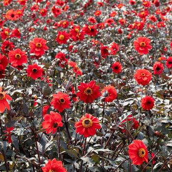 Dahlia pinnata 'Black Forest Ruby' (279219)