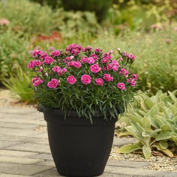 Dianthus caryophyllus 'Magnifica' 