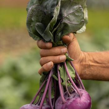 Brassica oleracea 'Konstance' (279221)