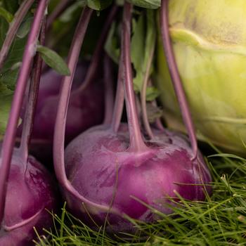 Brassica oleracea 'Konstance'