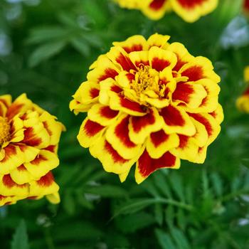 Tagetes patula 'Mango Tango' 