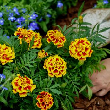 Tagetes patula 'Mango Tango' (279226)