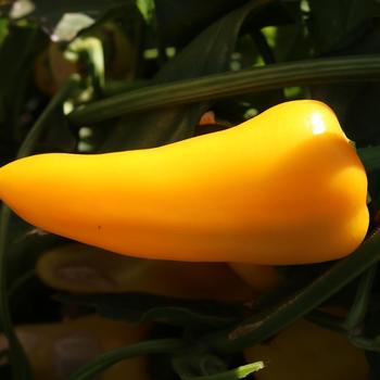 Capsicum annuum 'Pick-N-Pop Yellow' (279227)