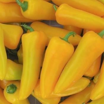 Capsicum annuum 'Pick-N-Pop Yellow' 