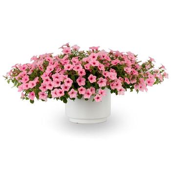 Petunia Dekko™ 'Maxx™' (279230)