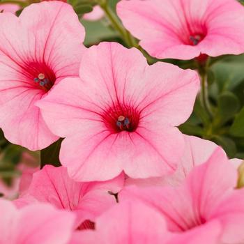 Petunia 'Maxx™' 