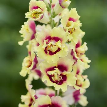 Antirrhinum majus DoubleShot™ Yellow Red Heart