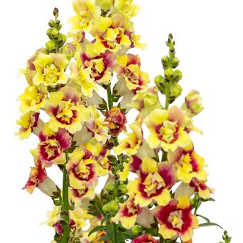 Antirrhinum majus DoubleShot™ '' (279242)