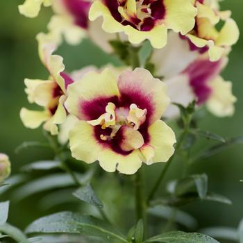 Antirrhinum majus DoubleShot™ '' (279243)