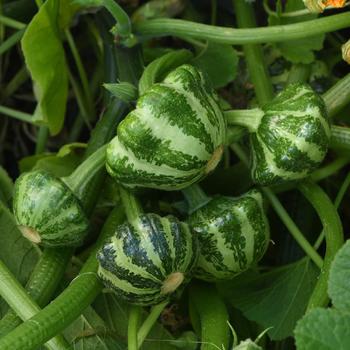 Cucurbita pepo 'Green Lightning' 