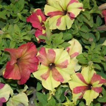 Petunia 'Sophistica® Lime Green' 