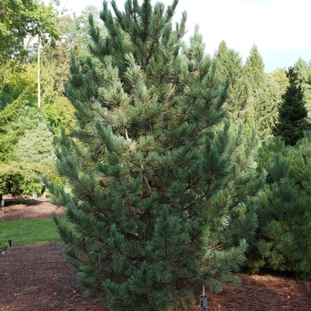 Pinus cembra 'Klein' 