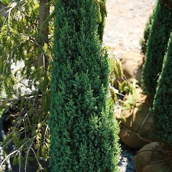 Juniperus communis 'Pencil Point' 