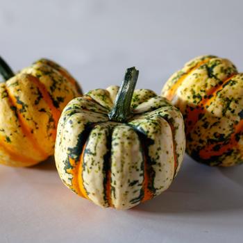 Cucurbita pepo 'Thriller' 