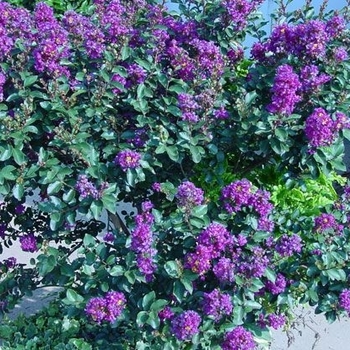 Lagerstroemia 'GAMAD-IX' 