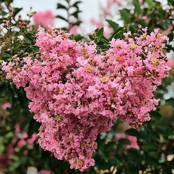 Lagerstroemia indica x fauriei 'Sioux' 