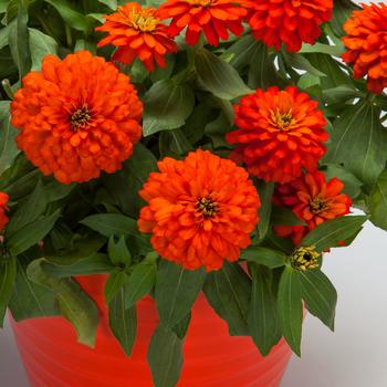 Zinnia Zydeco™ 'Fire' (279283)